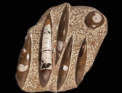 ORTHOCERAS + AMONIT fosilie deska - cca 2609 g