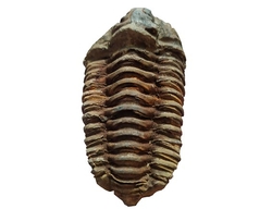 Trilobit fosilie Maroko - cca 8x5cm