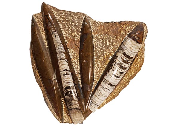 ORTHOCERAS fosilie deska - cca 2371 g