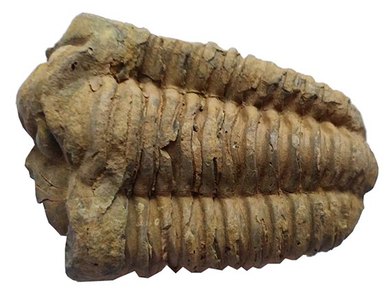 Trilobit fosilie Maroko - cca 9x6cm