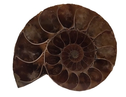 AMONIT fosilie Madagaskar 5 x 4cm