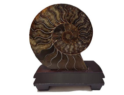 Amonit fosilie ve stojanu pár 17,5 x 14,5cm