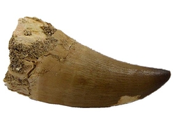 Mossasaurus - zkamenělý  zub