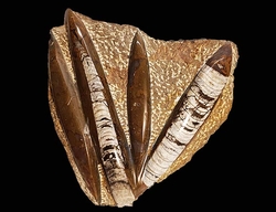 ORTHOCERAS fosilie deska - cca 2371 g