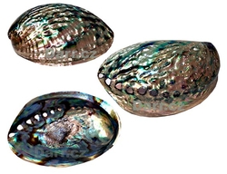  Paua mušle Abalone velká 13,5x9,5 cm