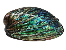  Paua mušle Abalone velká 13,5x9,5 cm