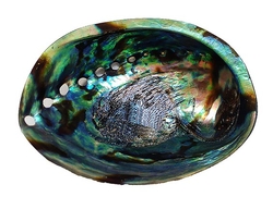  Paua mušle Abalone velká 13,5x9,5 cm