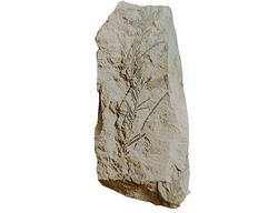 Třetihorní flora -  Taxodium dubium - cca 404 g - 16x7x2 cm