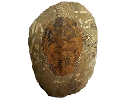 Trilobit- Cambropallas telesto - cca 1116 g - 22x16x1 cm