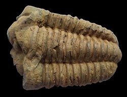 Trilobit fosilie Maroko - cca 9x6cm