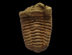 Trilobit fosilie Maroko - cca 9x6cm