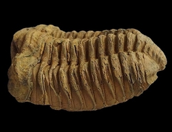 Trilobit fosilie Maroko - cca 9x6cm