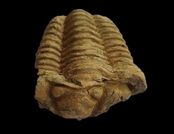 Trilobit fosilie Maroko - cca 9x6cm