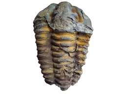 Trilobit fosilie Maroko - cca 8x6cm 