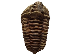 Trilobit fosilie Maroko - cca 8x5cm