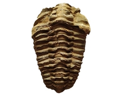 Trilobit fosilie Maroko - cca 8x5,5cm