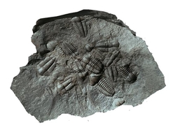 Trilobiti - otisk - 17x12x0,5 cm - cca 352 g 