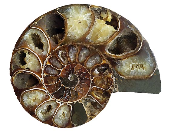  Amonit fosilie polovina 1 - cca 12x10 cm 