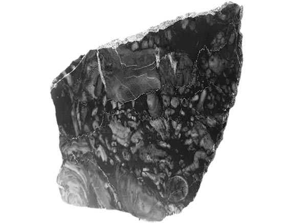 Devonský vápenec s drsnatými korály - leštěný plátek - 17x14x1 cm - cca 462 g